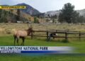 Yellowstone incidents highlight safety