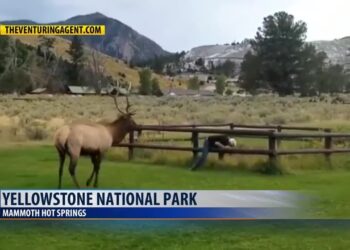 Yellowstone incidents highlight safety