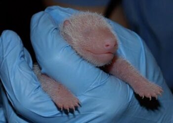 National Zoo incidents raise questions about animal safety