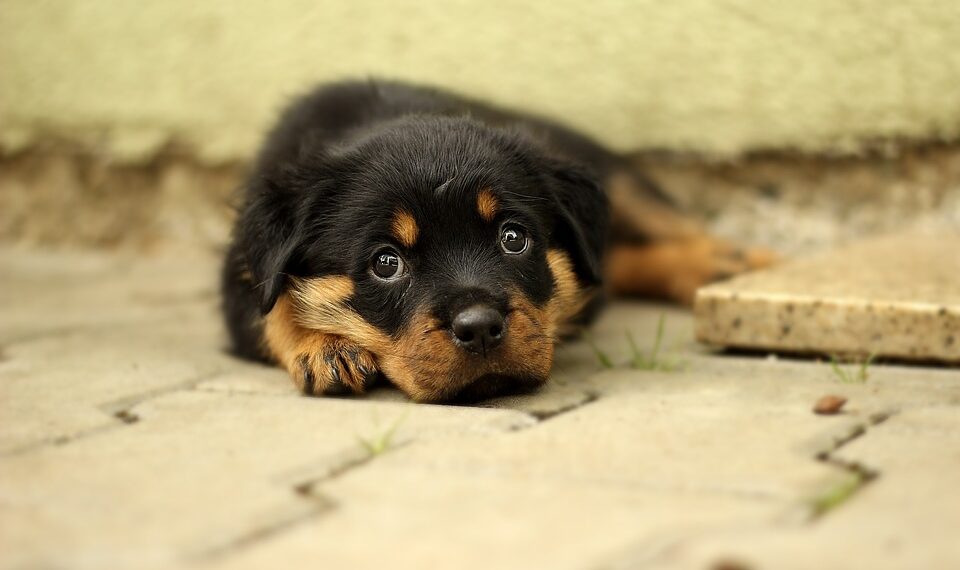 Stay Safe: Tips to Help You and Your Family Avoid Danger